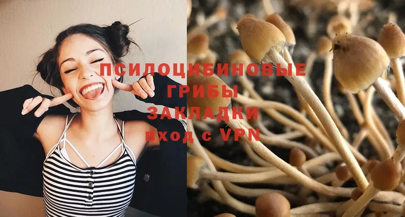 Псилоцибиновые грибы Cubensis Мурино