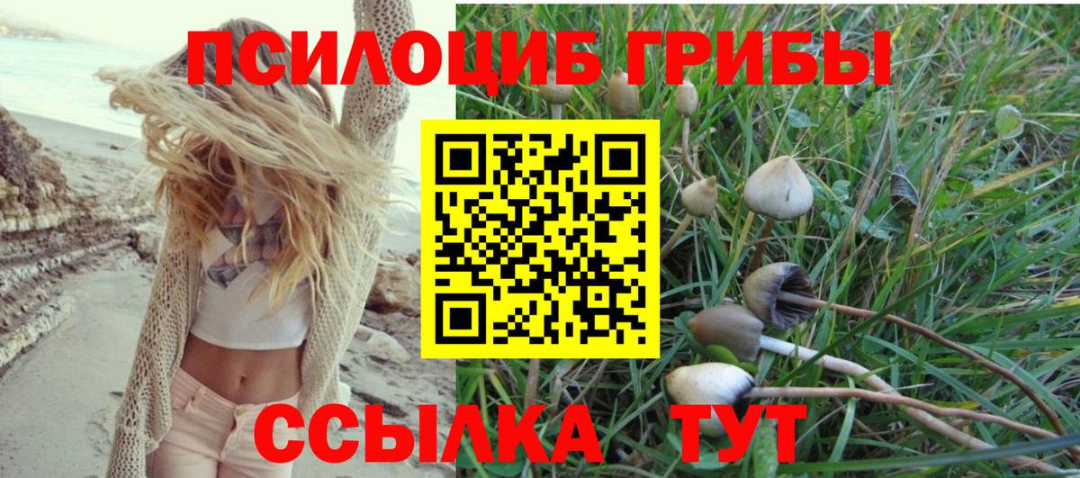 Псилоцибиновые грибы Psilocybine cubensis Мурино